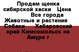 Продам щенка сибирской хаски › Цена ­ 8 000 - Все города Животные и растения » Собаки   . Хабаровский край,Комсомольск-на-Амуре г.